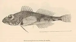 ilustracja