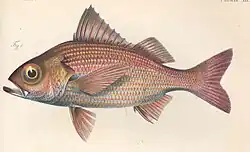 Ilustracja