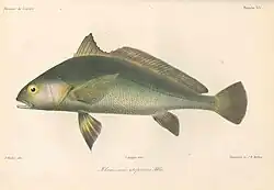 ilustracja