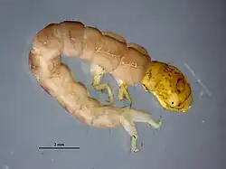 Ilustracja