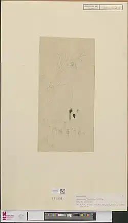 ilustracja