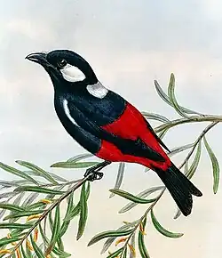 Ilustracja