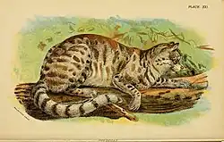 Ilustracja