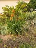 Aloe cooperi (Aloe plicatilis na prawo w głębi)