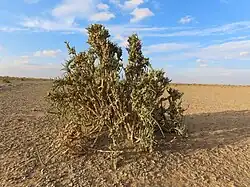 Ilustracja
