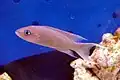 Neolamprologus gracilis