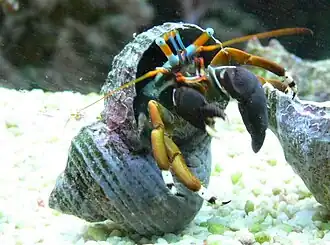 Calcinus laevimanus