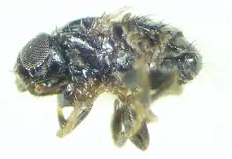 Carnus hemapterus
