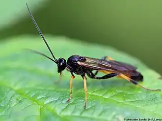 Cosmoconus elongator