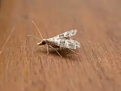Diplopseustis sp.
