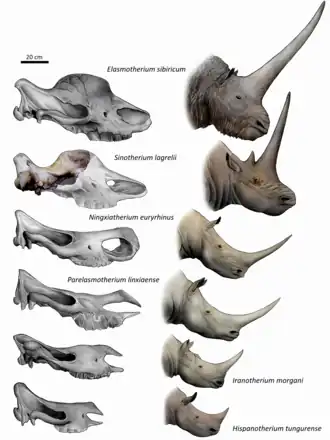 Представители подсемейства Elasmotheriinae