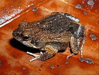 Engystomops pustulosus