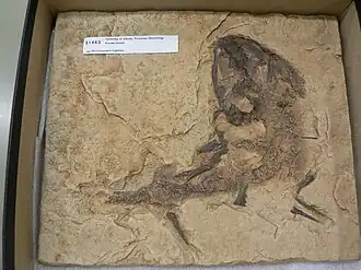 Eoscopus lockardi