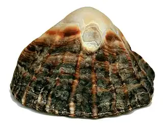 Siphonaria sp.