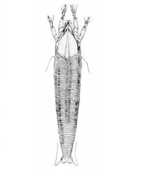 Четырёхногий клещ Abacarus hystrix