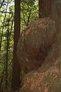 Кап на стволе секвойи