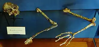 Скелет
