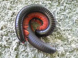 Archispirostreptus