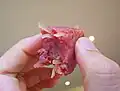 Нэм тюа южного региона Вьетнама