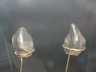 Зубы Neosodon