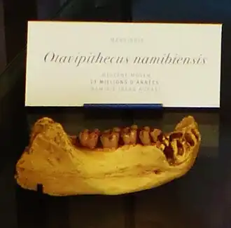 Окаменелая нижняя челюсть Otavipithecus namibiensis в Национальном музее естественной истории (Франция)