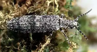 Priacma serrata