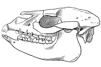 Череп Protapirus simplex