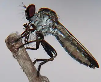 Ommatius sp.