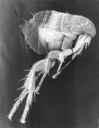 Блоха Xenopsylla cheopis — основной переносчик чумы, изображение под СЭМ