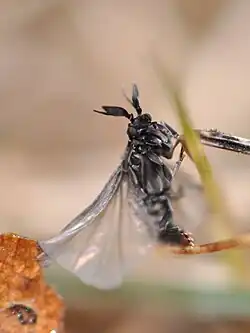 Самец Stylops melittae