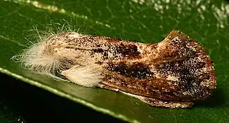 Acrolophus sp. з родини Acrolophidae.