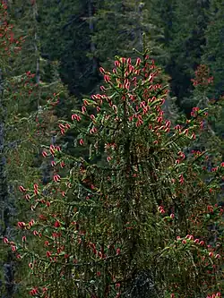 Молоді шишки смереки (Picea abies) навесні (Чорногора, Українські Карпати)