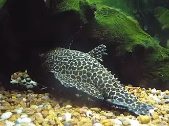 Pseudacanthicus leopardus