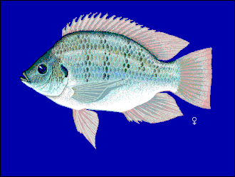 Самка Sarotherodon galilaeus