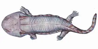 Siderops kehli
